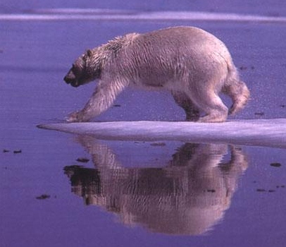 image from Polar Bears International